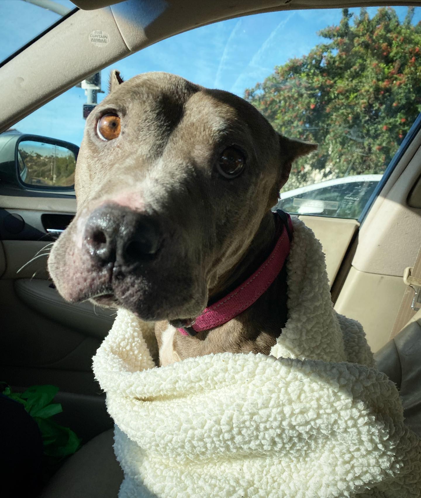 cute dog with blanket on it