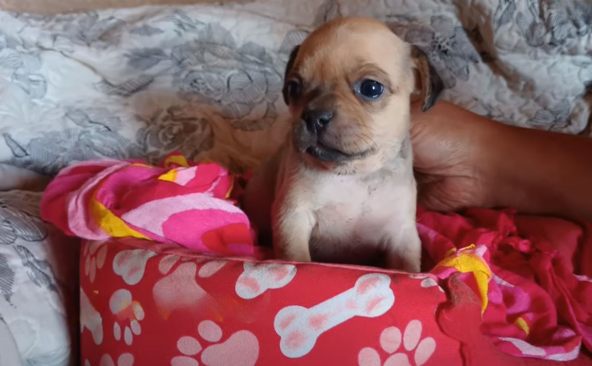 lindo cachorro en la cama