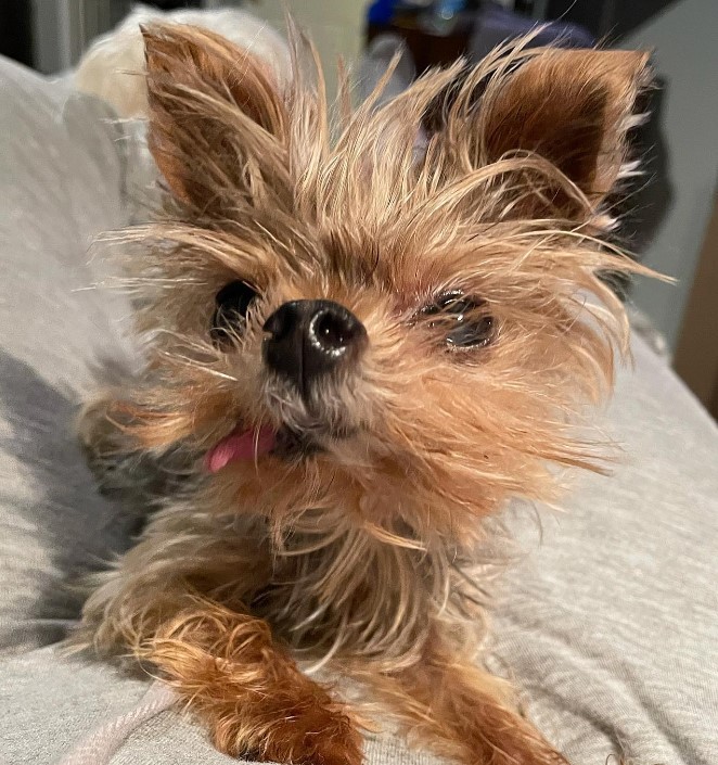 cute shaggy dog with tongue out