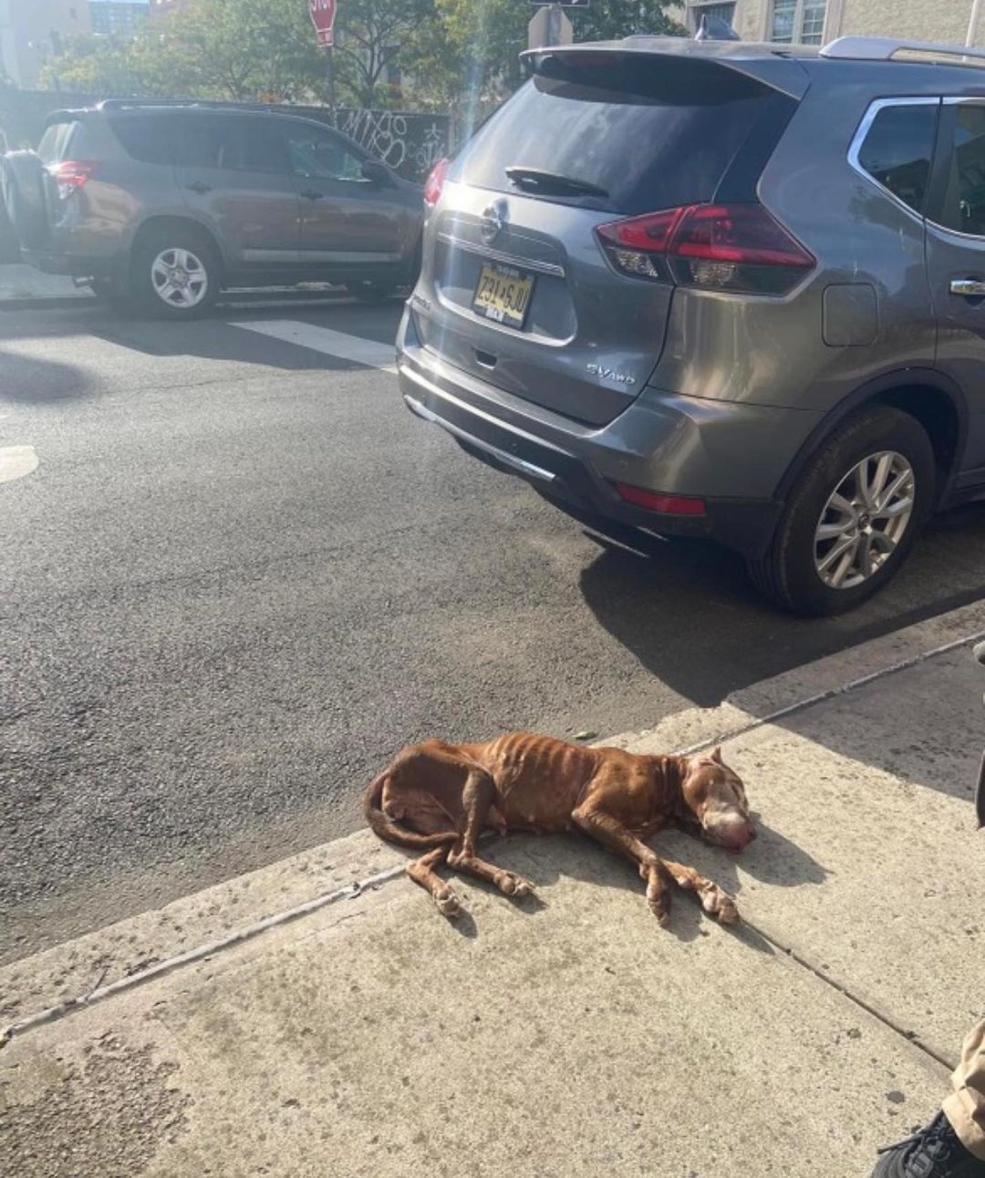 perro se desplomó en la calle