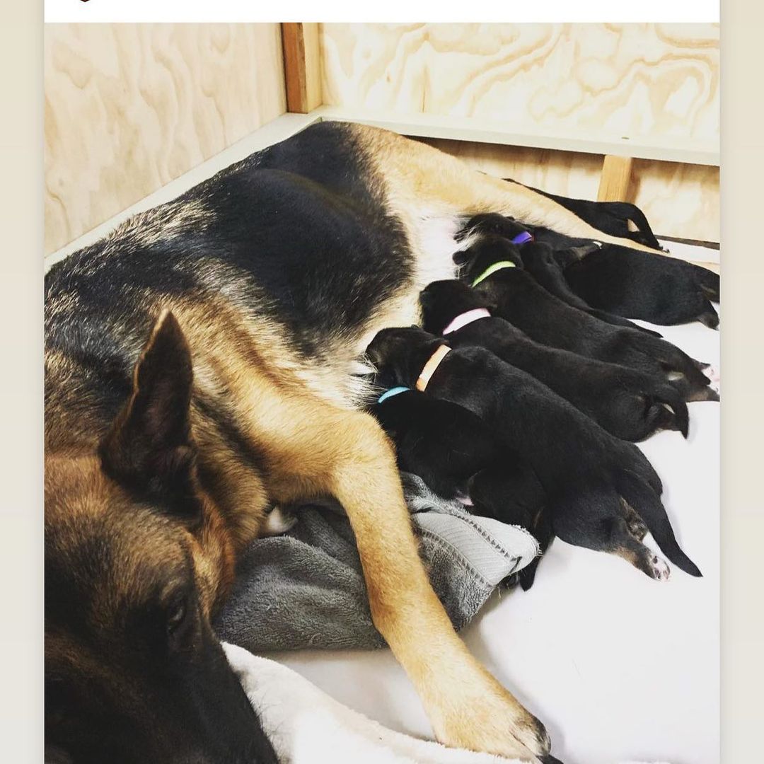 dog feeding its puppies