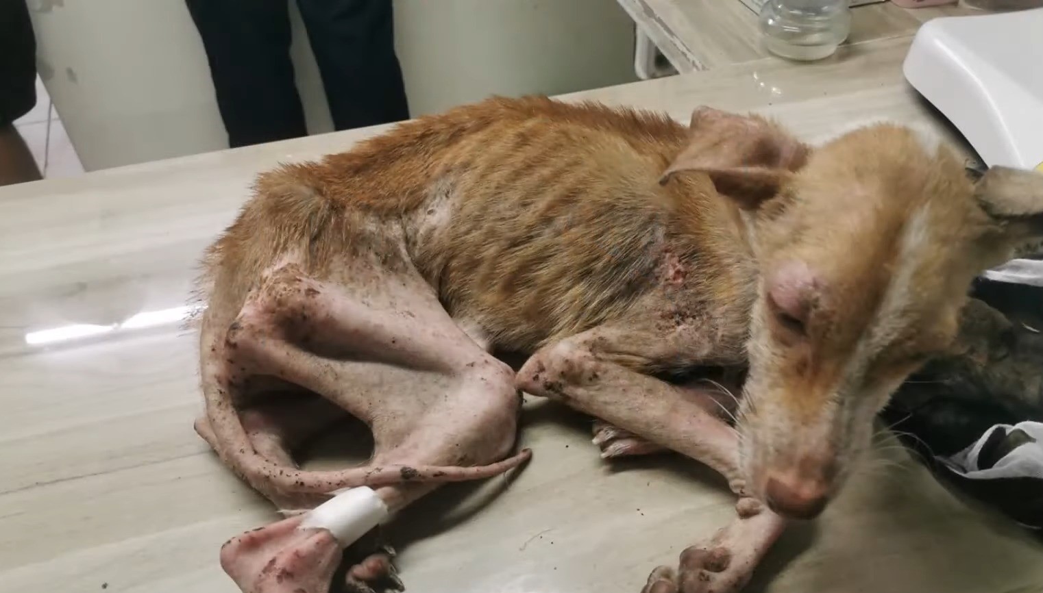 Perro en mal estado en clínica veterinaria.