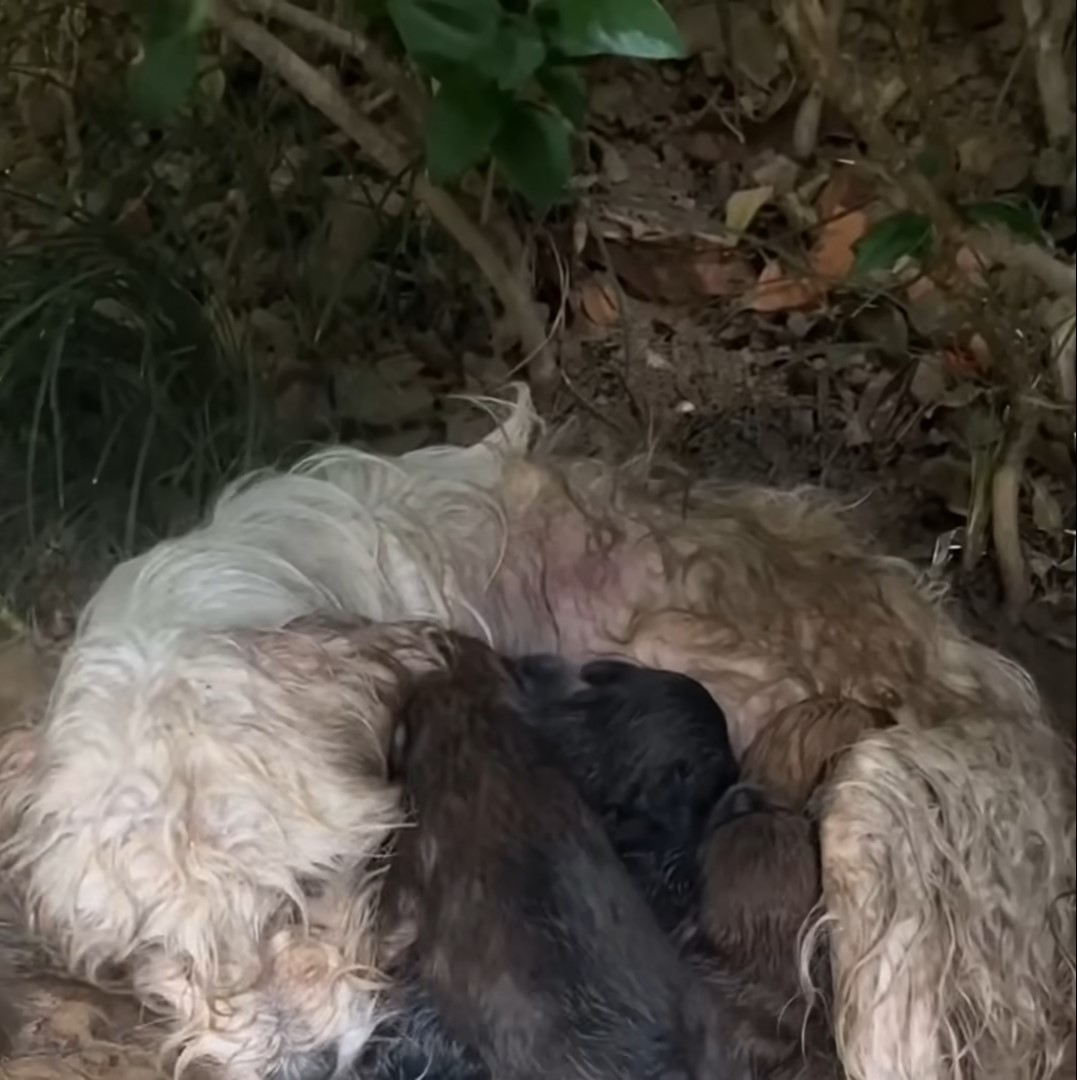 dog in bushes with puppies