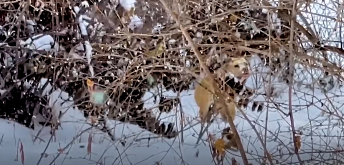 dog in nature on the snow