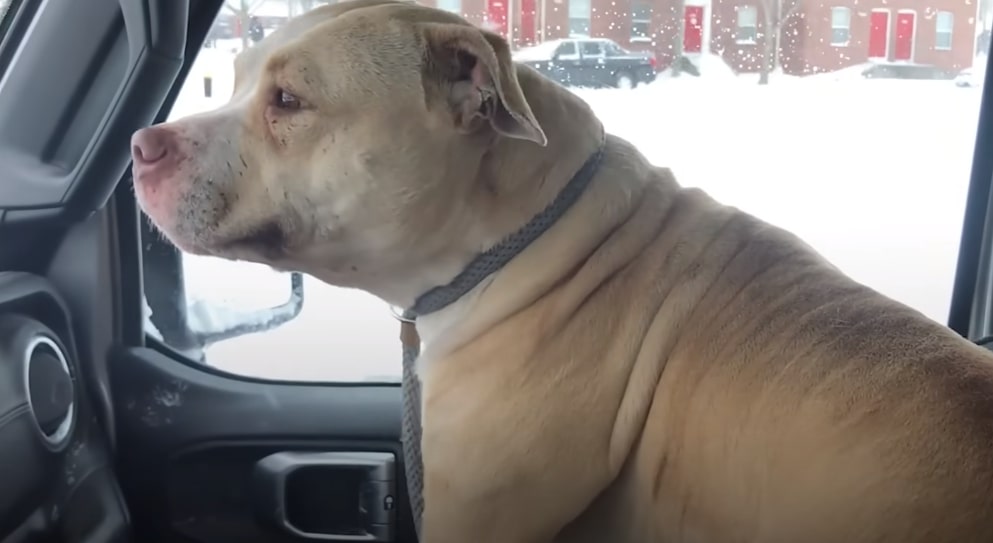 dog in the car on the seat