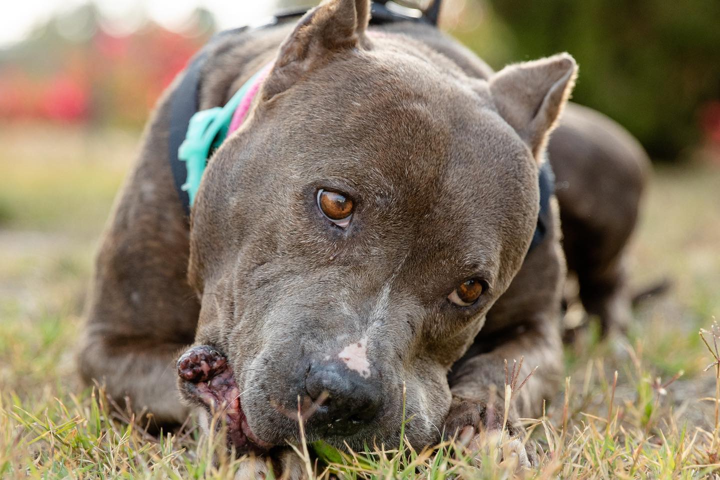 dog laying down on the grass