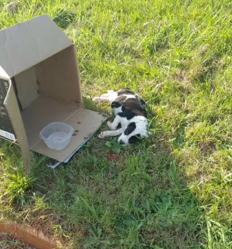 dog laying next to box