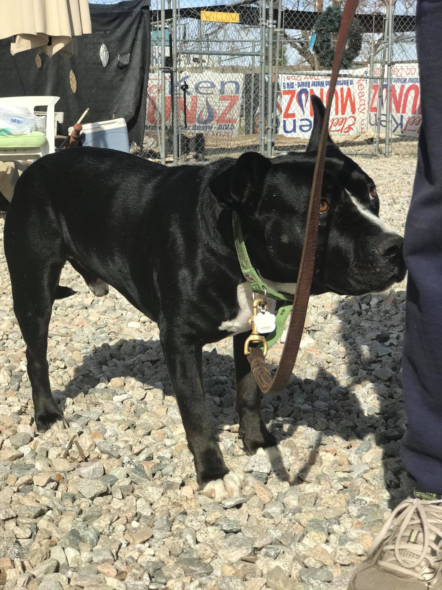 dog on a leash standing