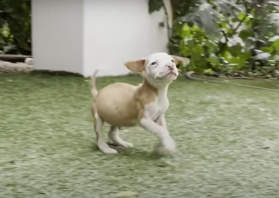 perro jugando en la hierba