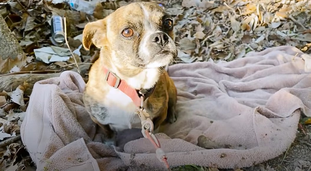 dog sits outdoor