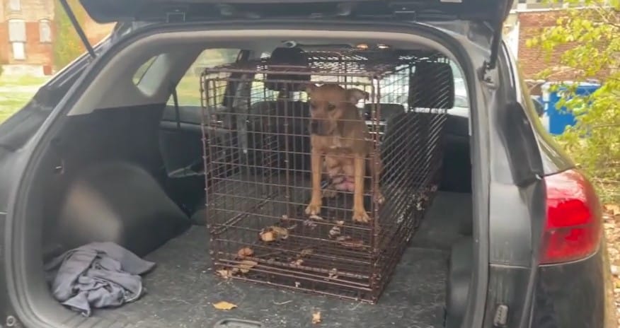 dog sitting cage for dogs