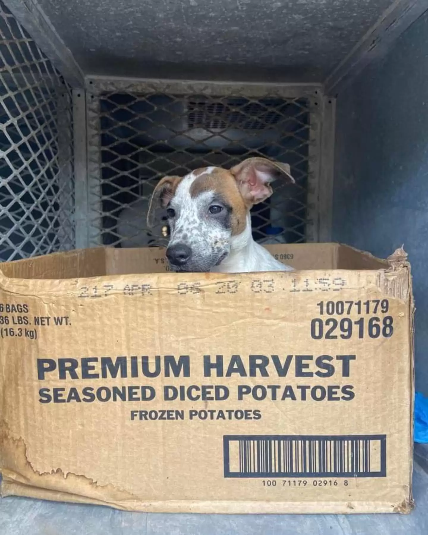 dog sitting in box and in the cage