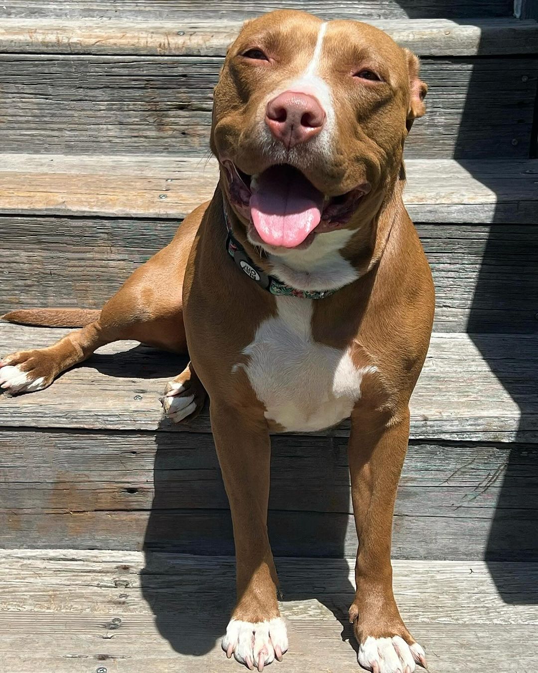 dog sitting in sunshine