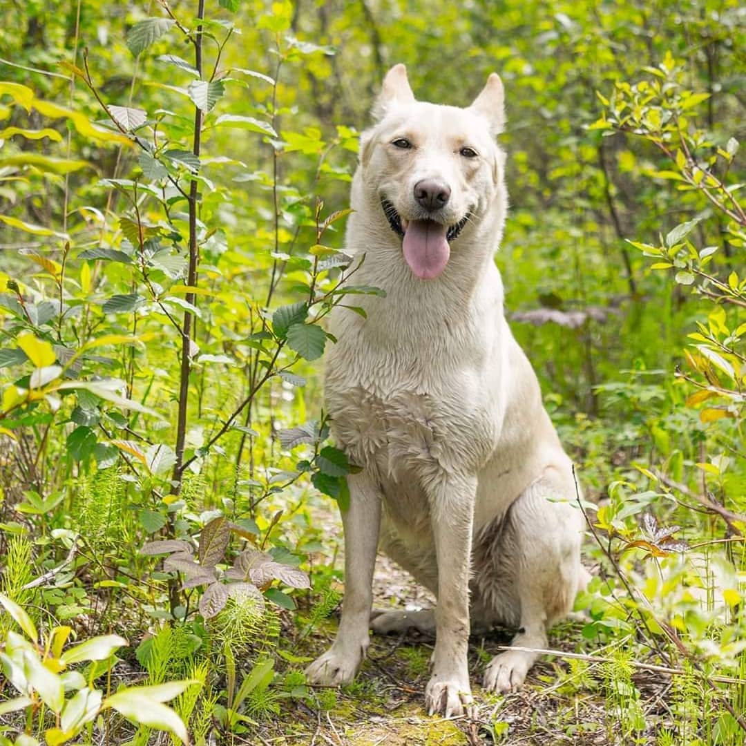 dog sitting in the woods