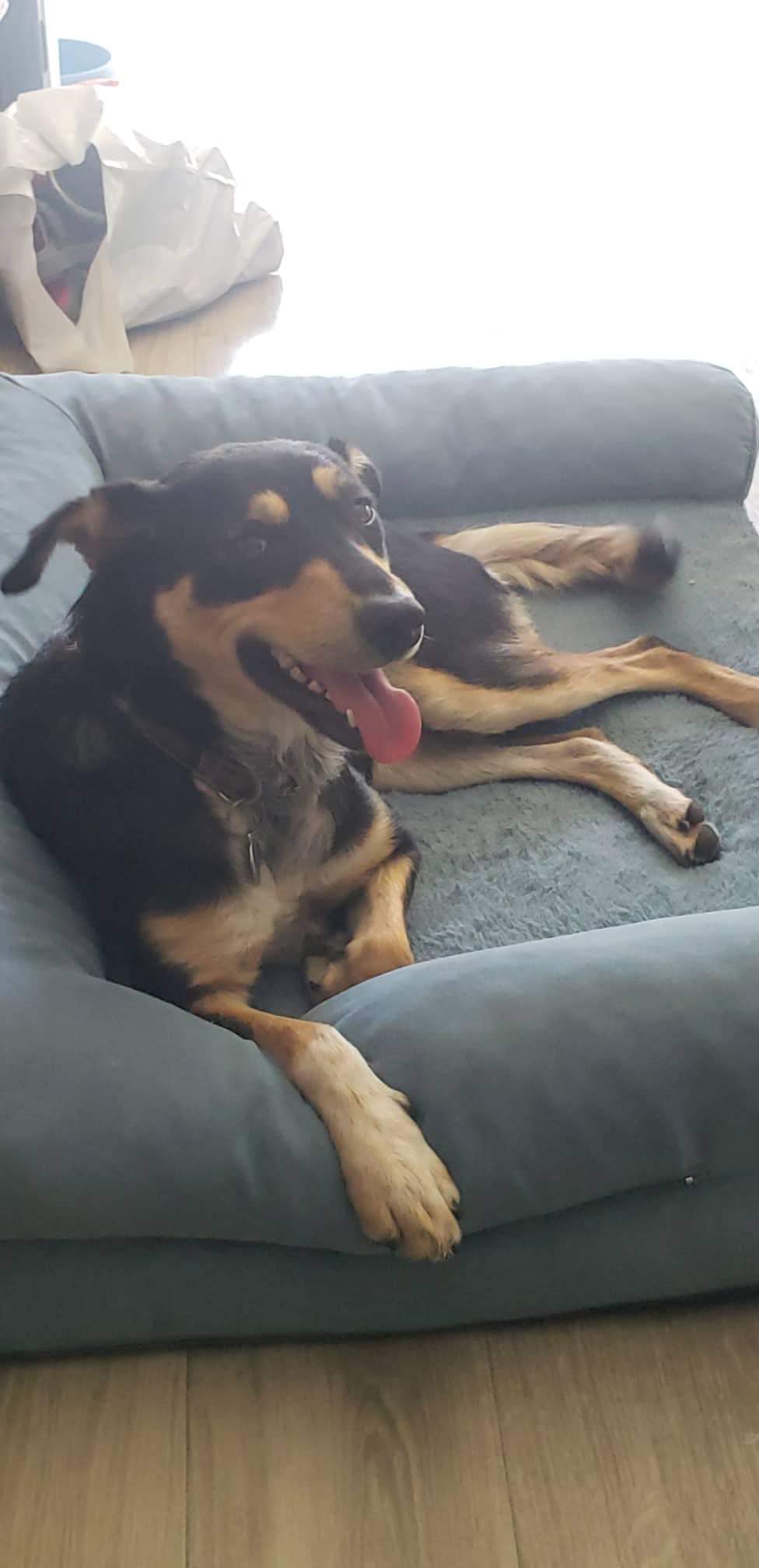 dog sitting on a sofa