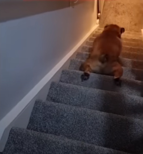 dog sliding on stairs