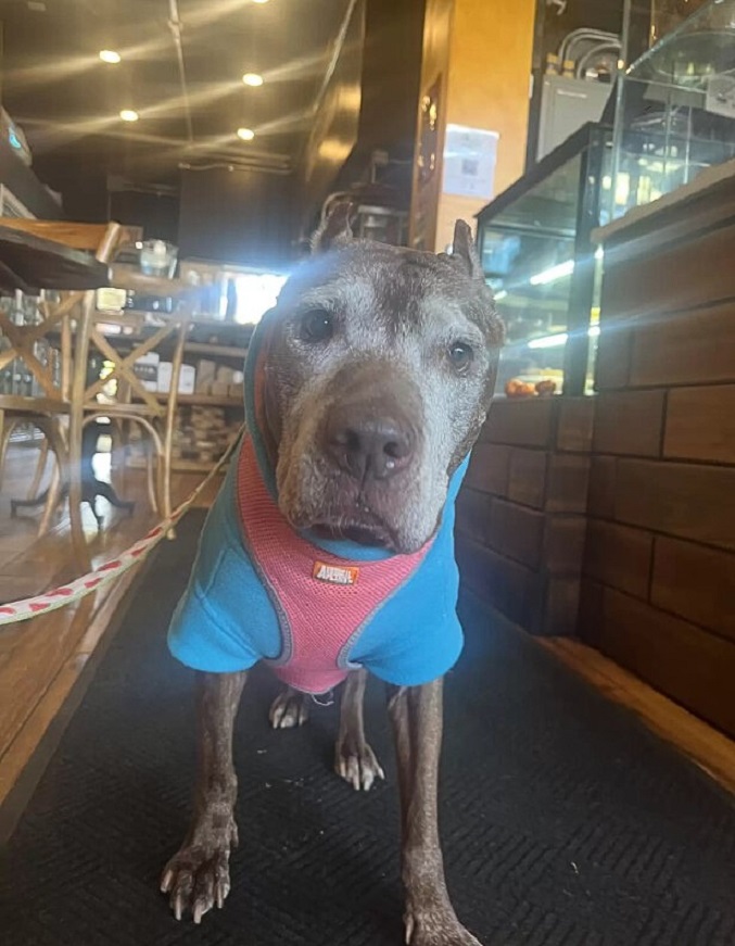 perro con arnés rosa y azul