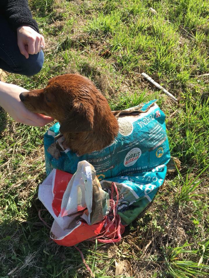 girl helping a dog