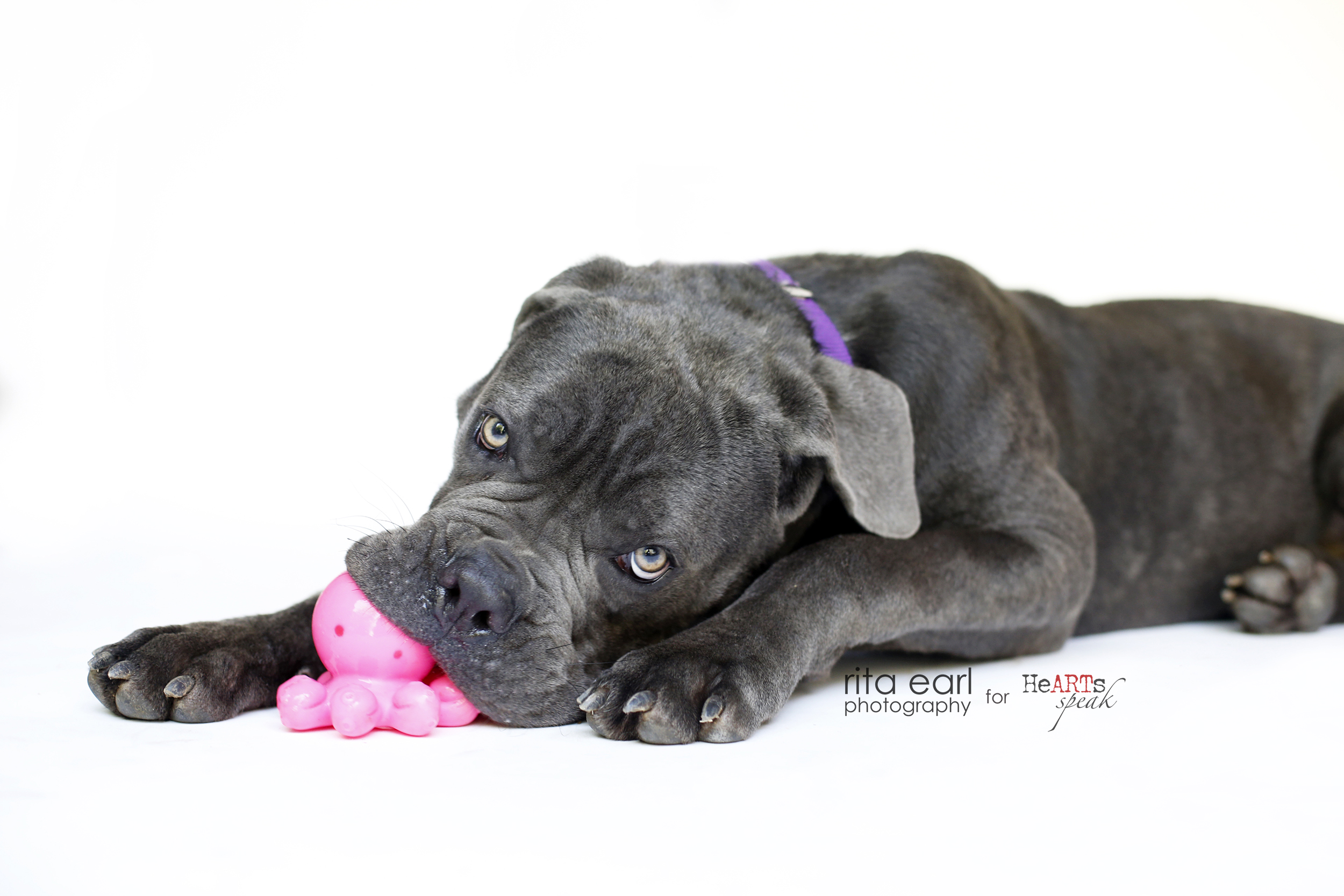 grey dog with toy