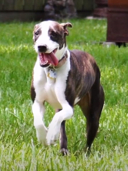 happy dog running on grass