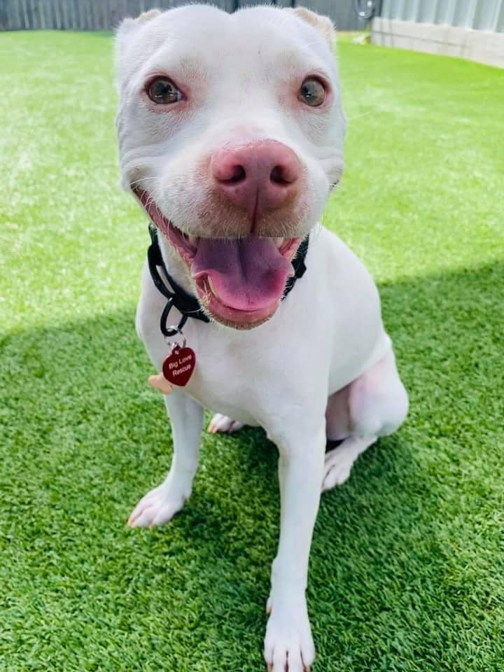 happy dog sitting on grass