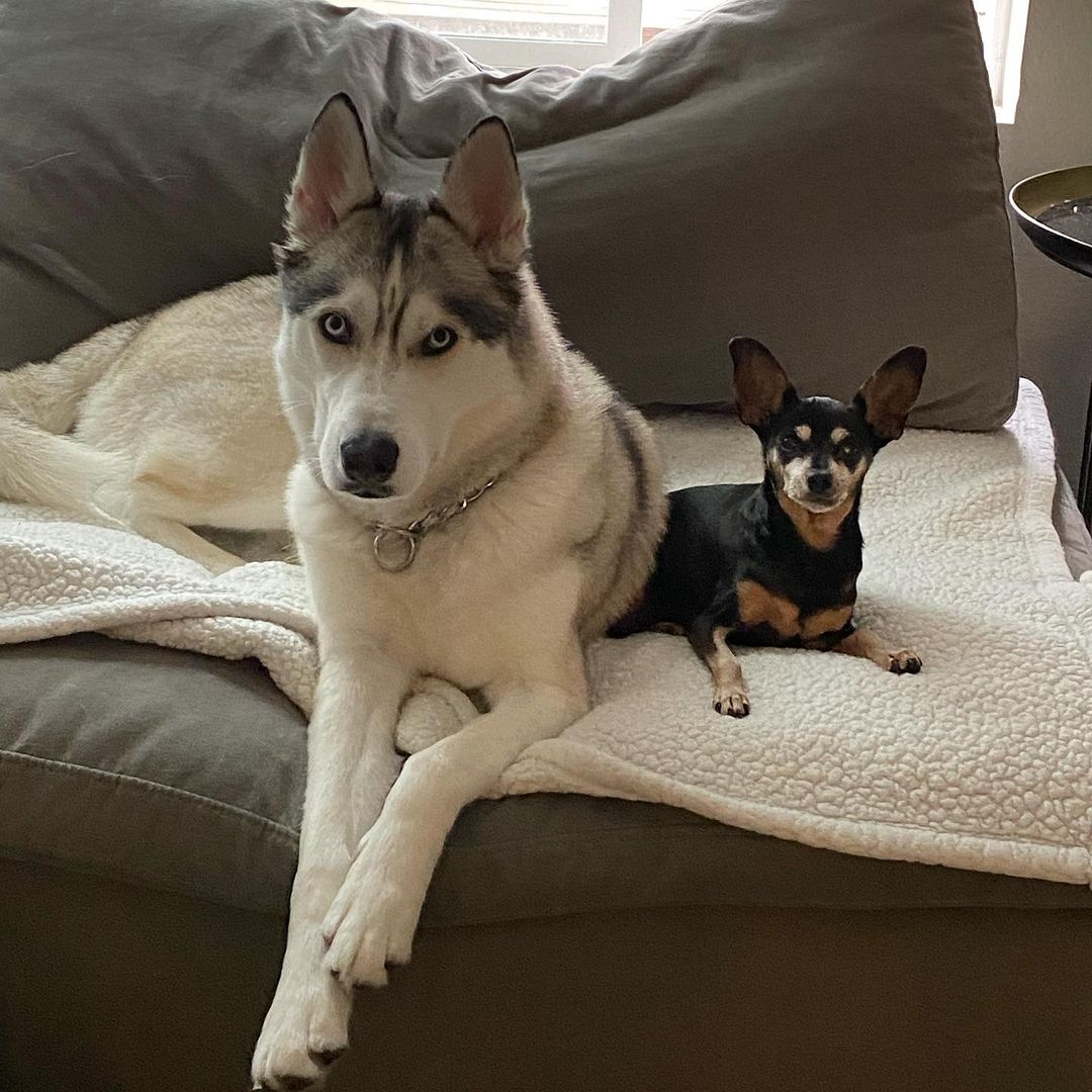 husky and a small dog lying on couch