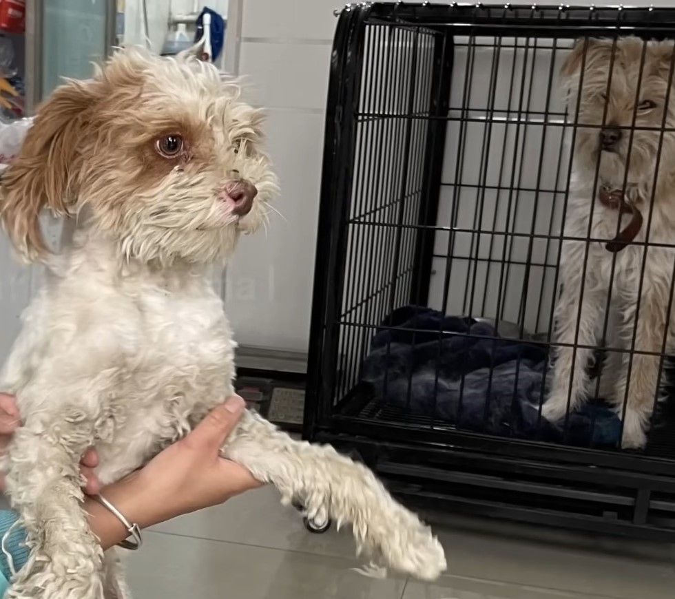 little dog looking at dog in cave