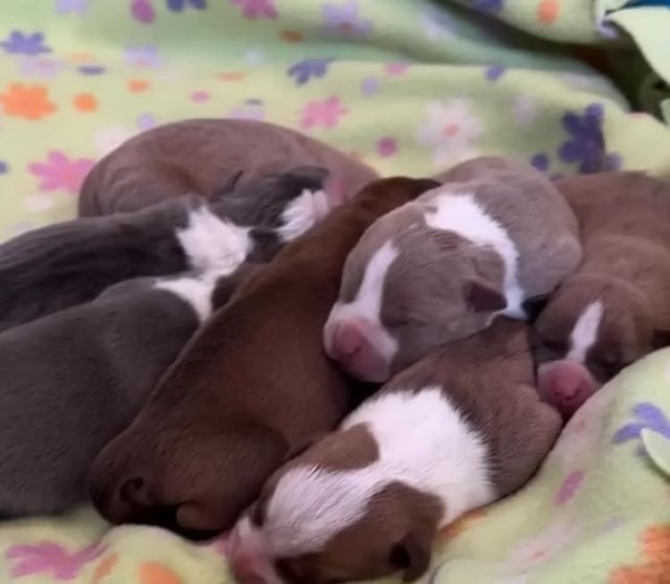 newborn puppies sleeping