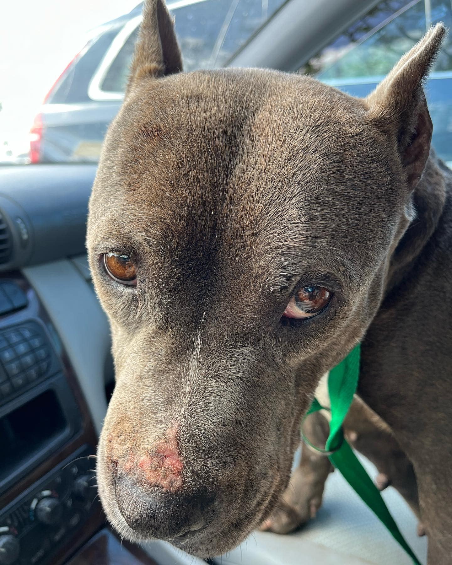 old dog on front seat