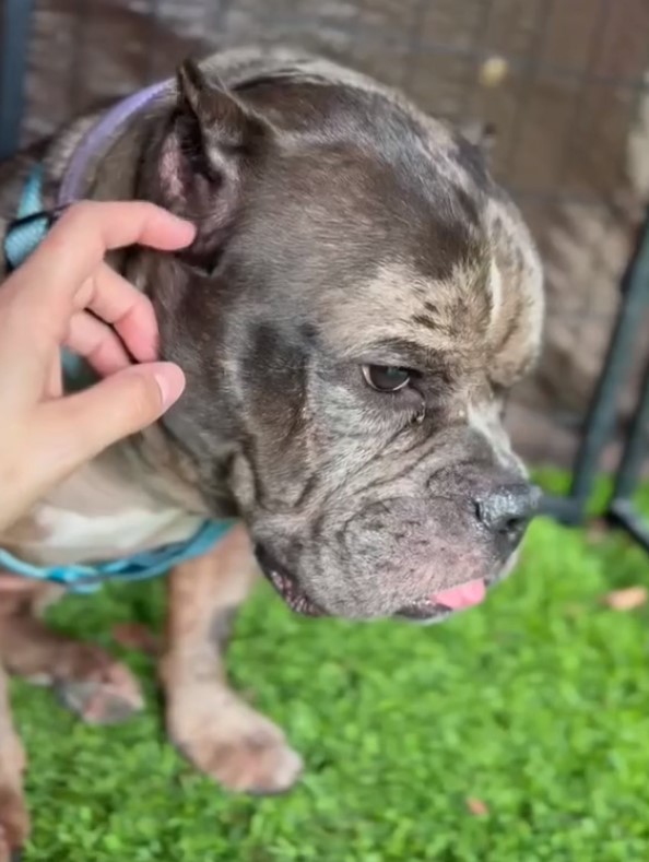 owner petting cute black dog