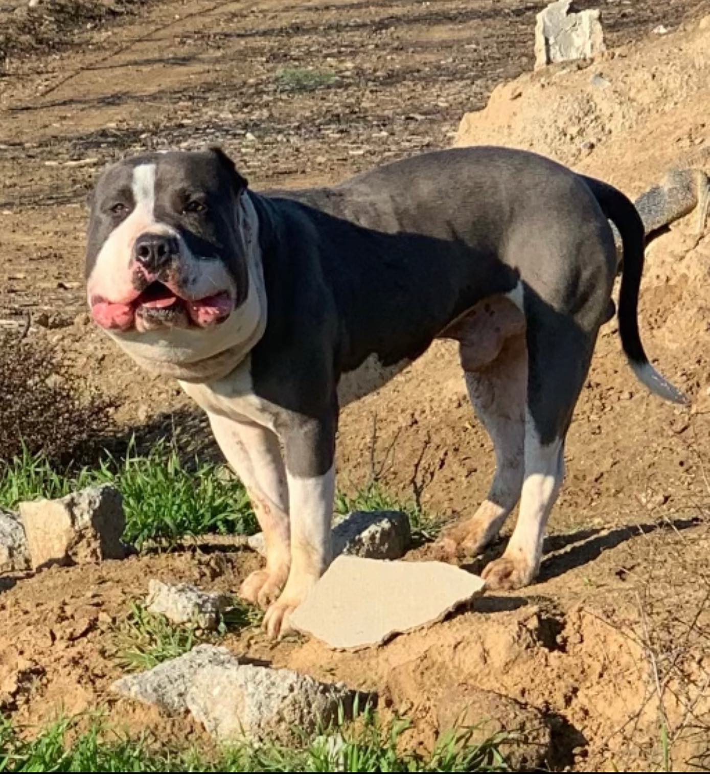 photo of a dog with chubby face