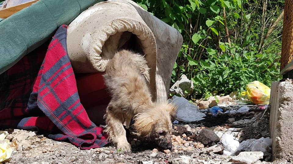 foto de cachorro en la basura