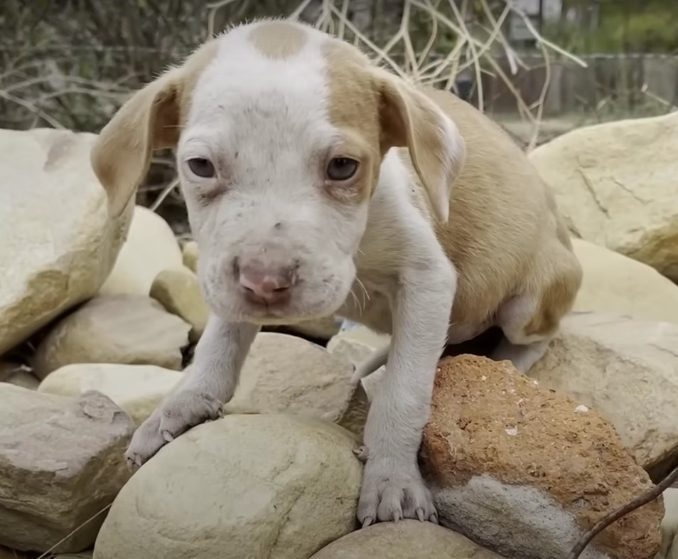 Cachorro lamentable en las rocas