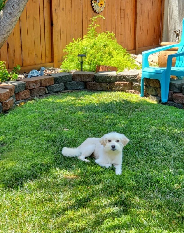 portrait of a dog lying in the yard