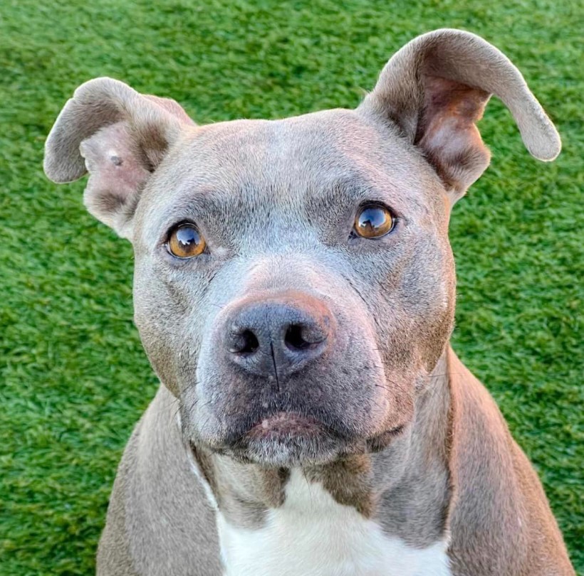 portrait of a dog standing in front of the camera