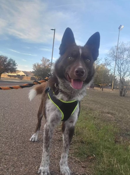 portrait of a dog walking on a leash