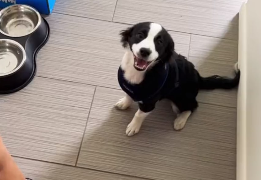 retrato de um cachorrinho preto e branco sorridente