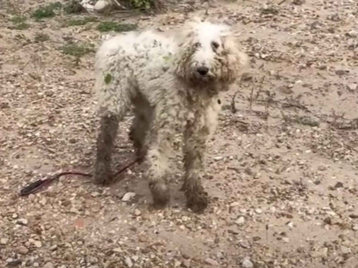 portrait of an injured dog