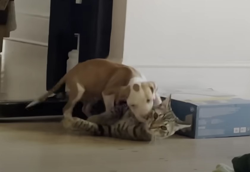 cachorro y gato jugando