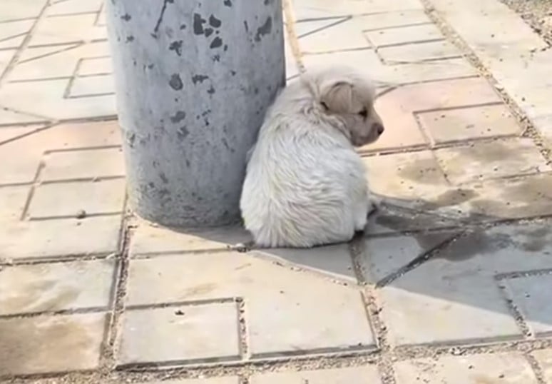 puppy hiding in shade