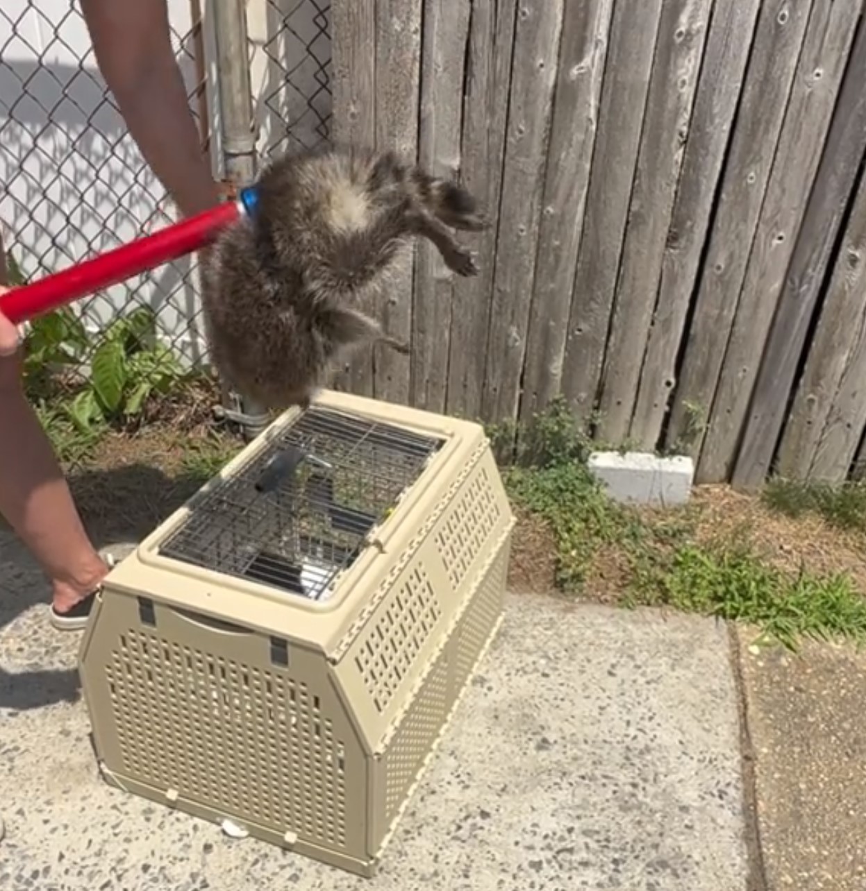 raccoon in fence