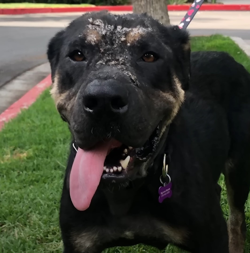 recovered stray dog close-up photo