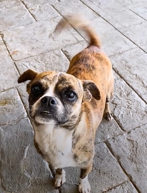 rescued dog standing