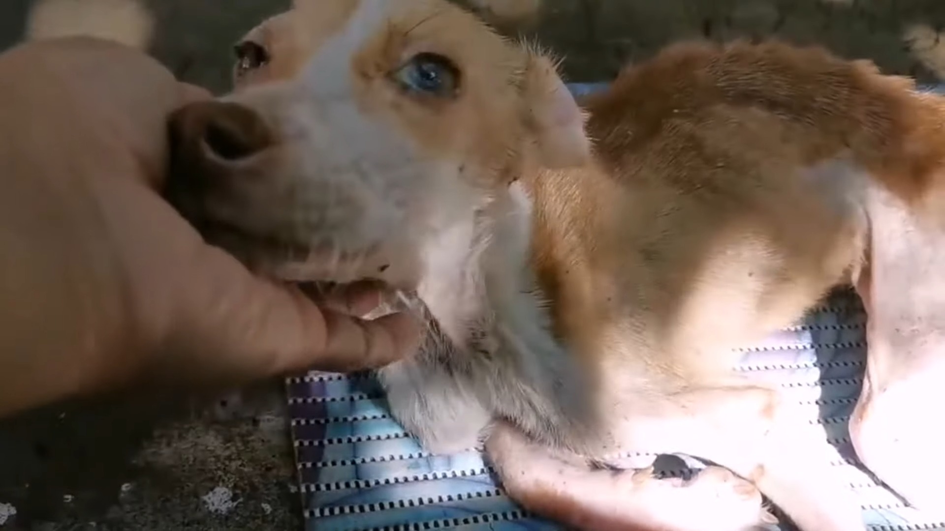 La mano del rescatador sosteniendo la cabeza del perro.