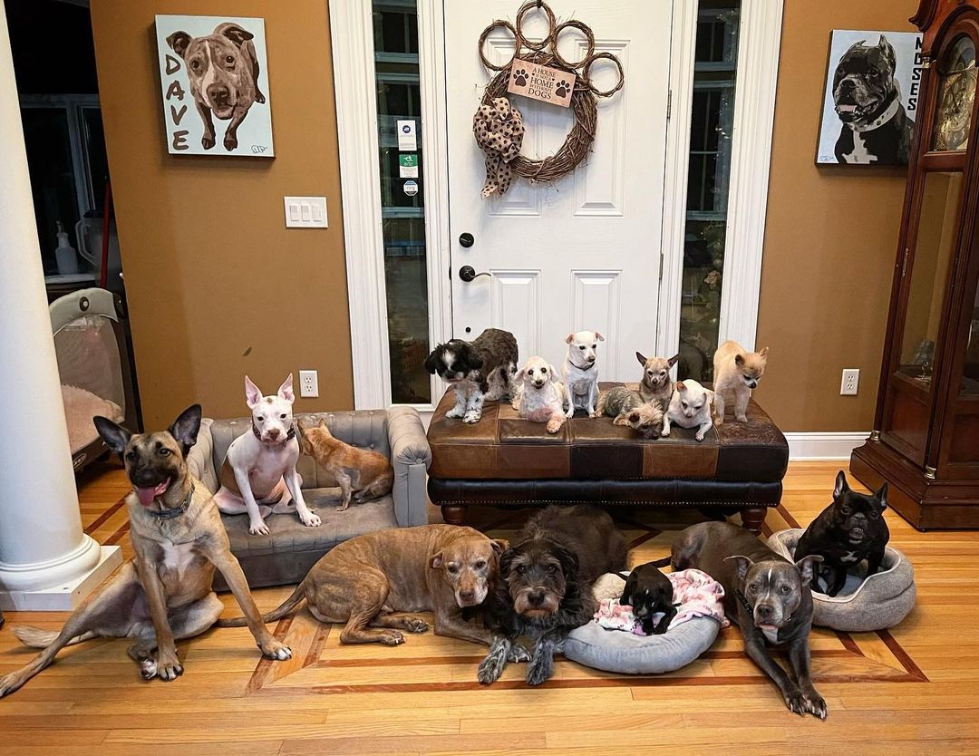 senior dogs sitting indoors