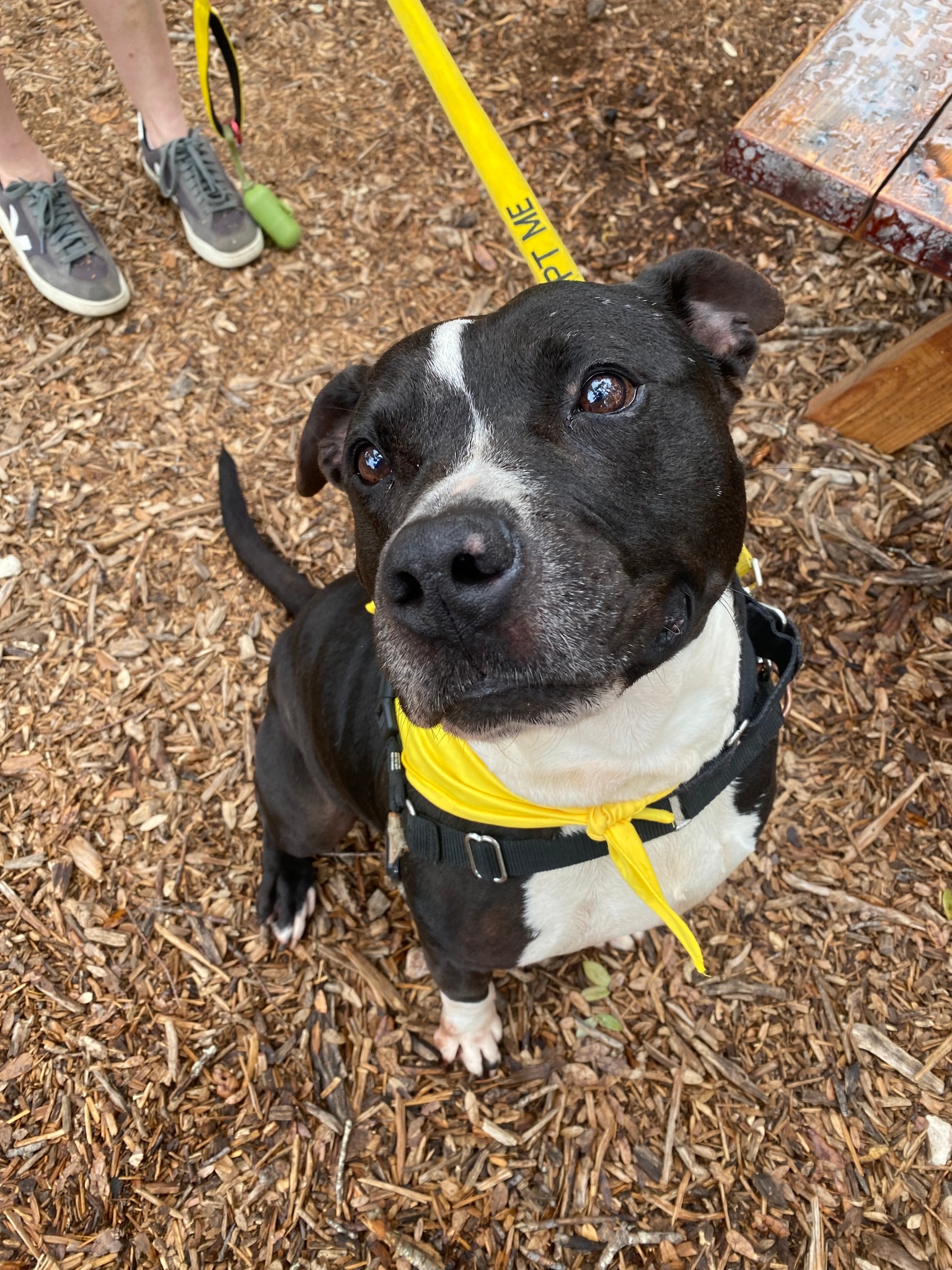 shelter dog sitting outside