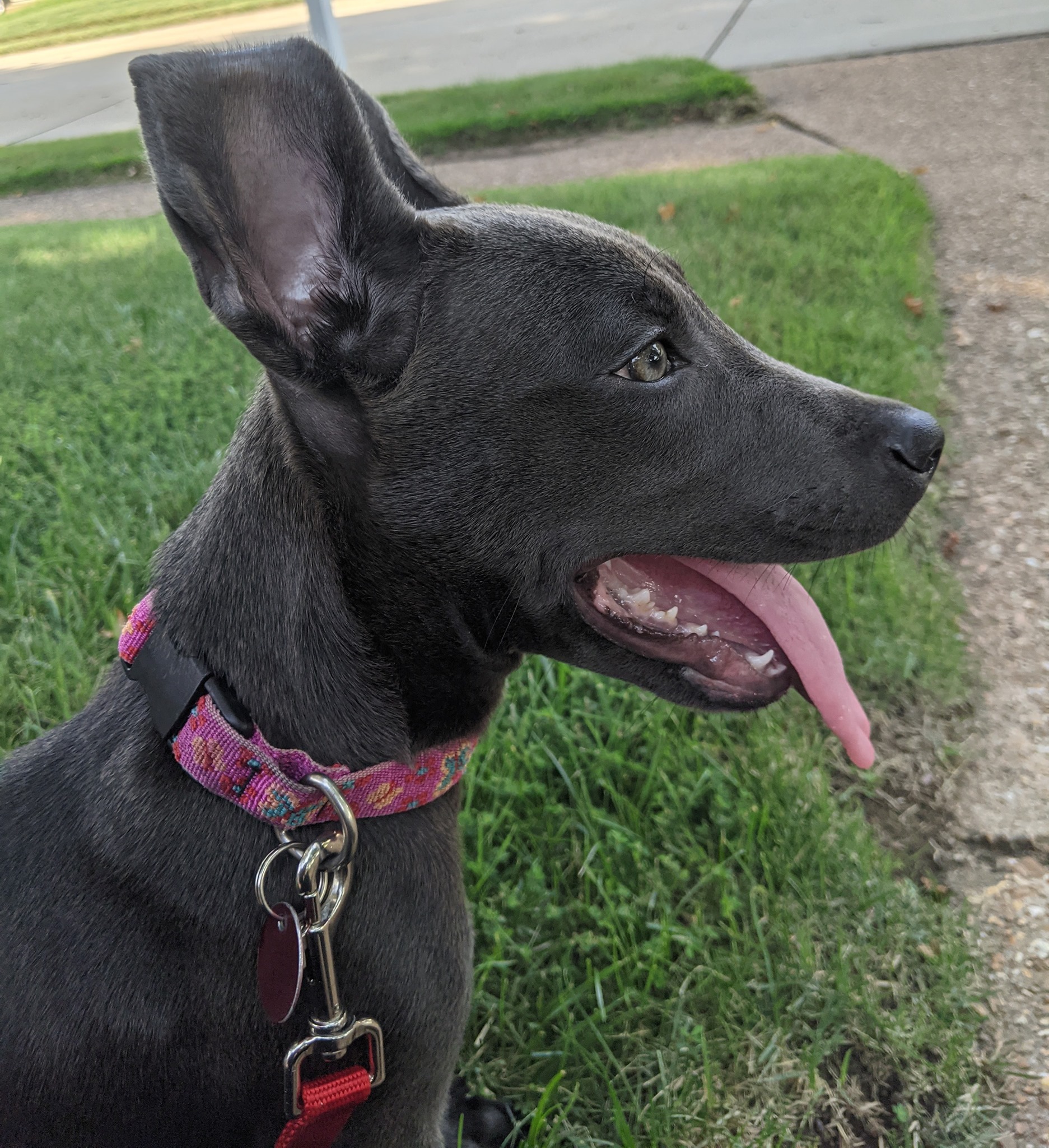 side view of dog sitting on grass