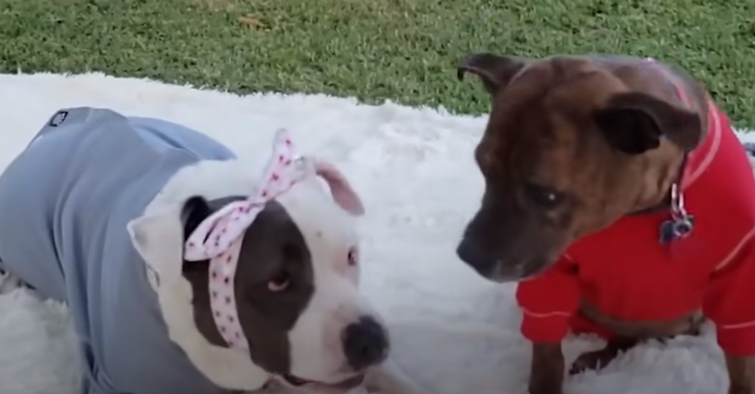 sister pitbulls wearing clothes