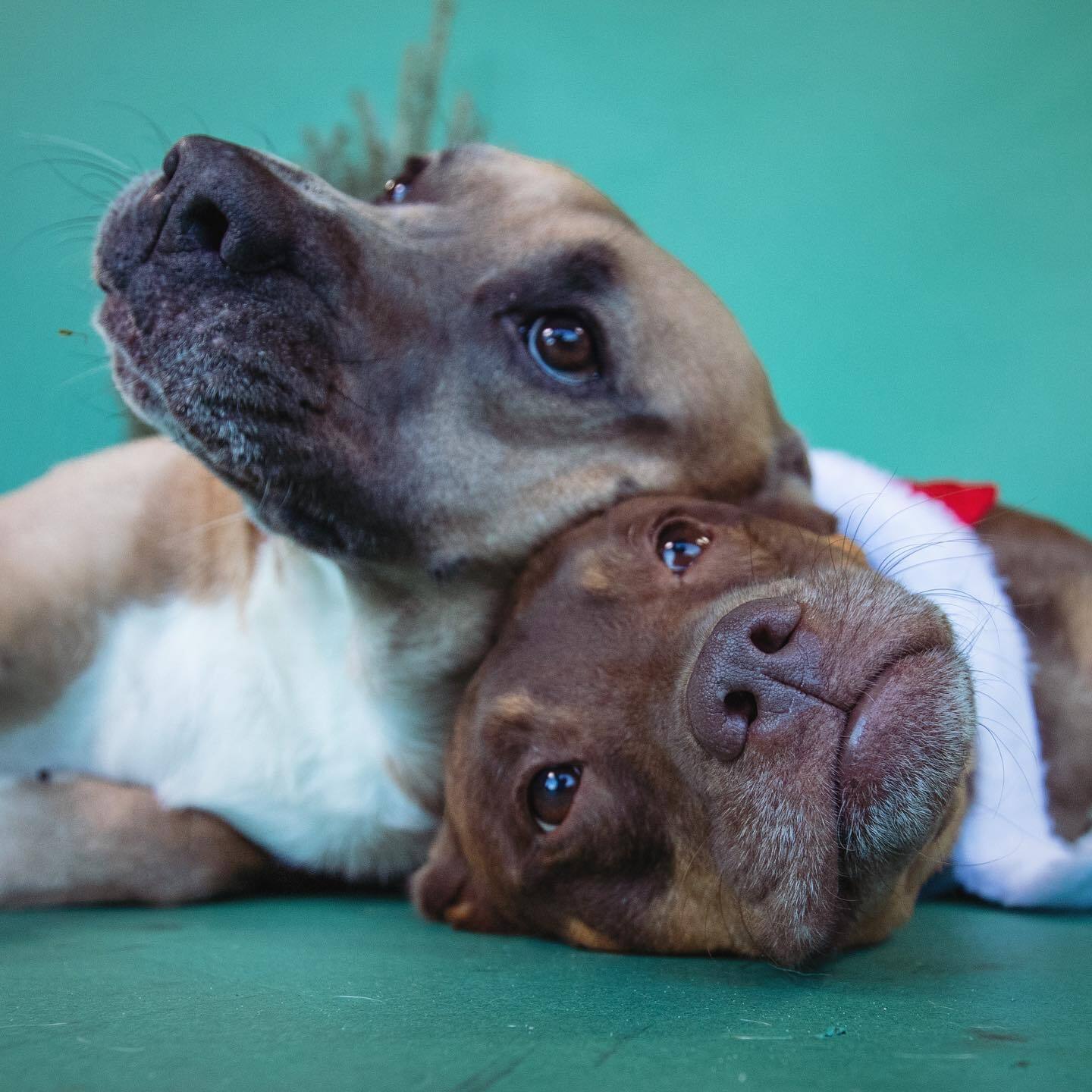 sweet puppies laying one on another