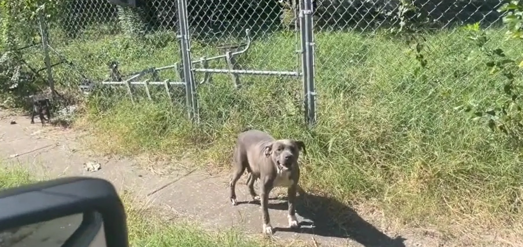 the dog is standing in front of the parked car